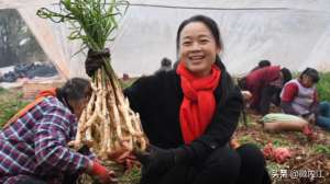 北海种植姜-【担当作为好支书】她用一丫生姜，改变了内江的一个村——