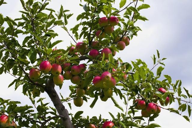 果树种植密度及秋季施肥技术，通过应用合理手段，保证果树的产量