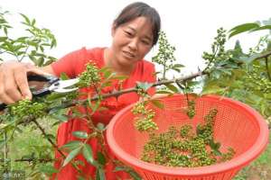 藤椒的种植-藤椒为何不优质高产？想收益高，这些种植与管理技术您注意了吗？