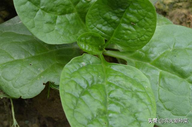阳台最适合种的就是“木耳菜”，6月种7月吃，一片叶子比拳头还大