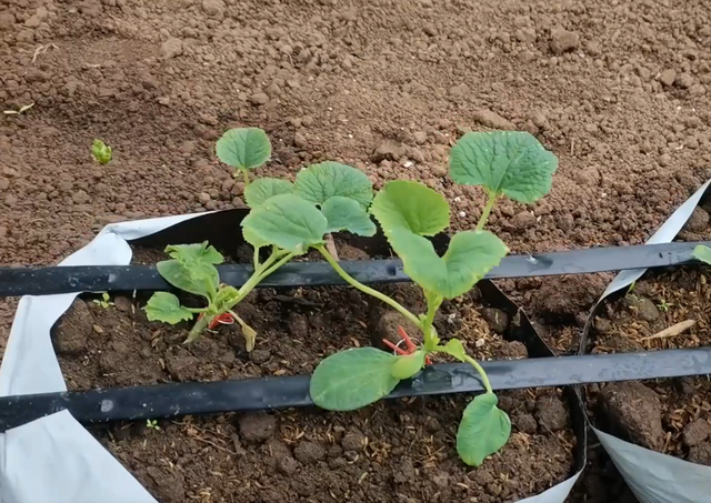 学会制作栽培基质，用来种植番茄黄瓜，又省钱又好用
