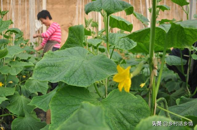老刘用自制高效肥种蔬菜，一年省下不少钱，产量还比别人高