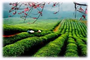 茶叶种植过程-茶的种植与加工
