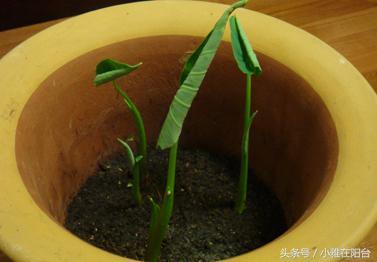 家里种芋头，一个小方法，半个月长成漂亮的盆栽，最后还有收获