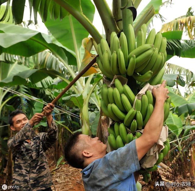 2019年在农村种植香蕉，还能赚到钱吗？