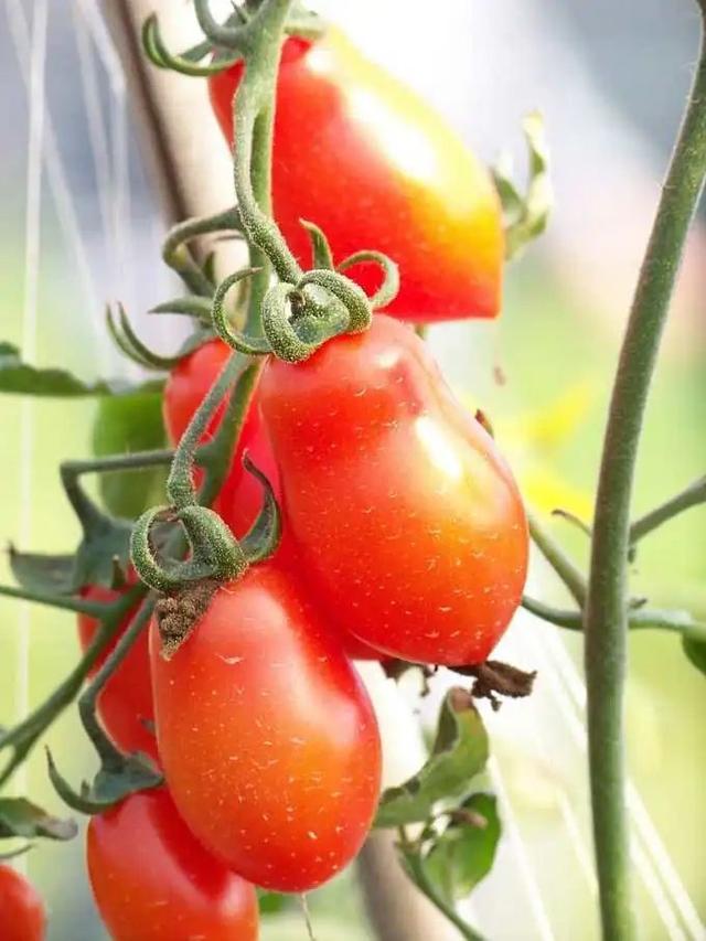 7步骤栽种小番茄，摘芯、摘腋芽、搭支架，轻松不在话下