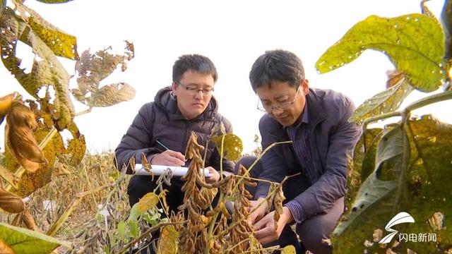 大豆亩产收益翻两番！东营持续推进盐碱地大豆育种、种植