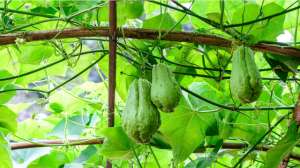 佛手瓜什么时候种植-佛手瓜全身上下都能吃，种植一棵收获好几年