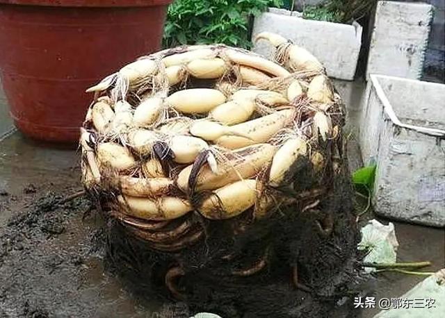 农村废弃的大水缸栽种莲藕，方法简单，不妨试试，定会收获满满的