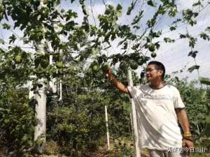 大棚种植瓜蒌图片大全-湖北京山：瓜蒌种植让千余亩荒坡地变绿色银行