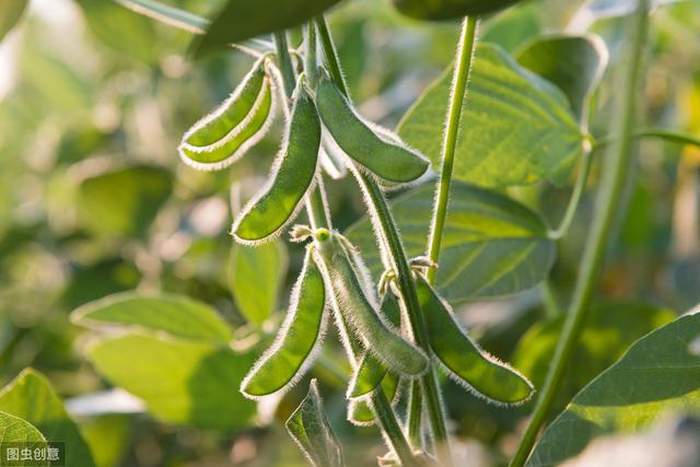 大豆的播种过程及方法，想要大豆高产，种植方法和技巧不能少
