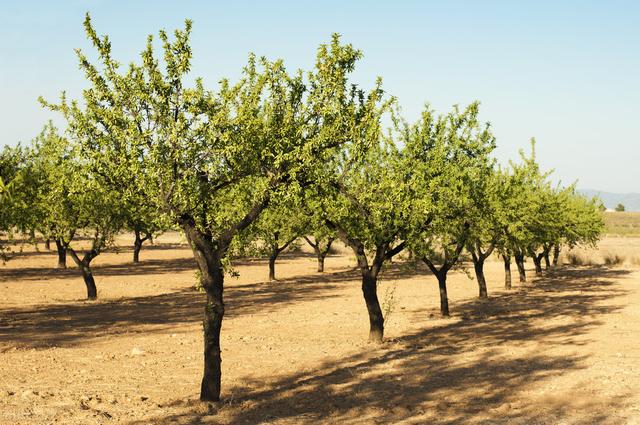果树种植密度及秋季施肥技术，通过应用合理手段，保证果树的产量