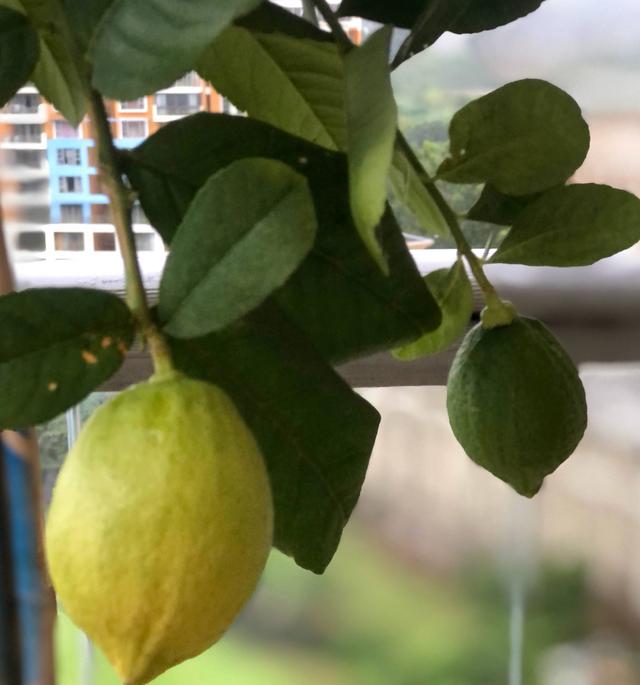 家庭如何种植柠檬？教你2招，果实累累、树形优美大气茂盛