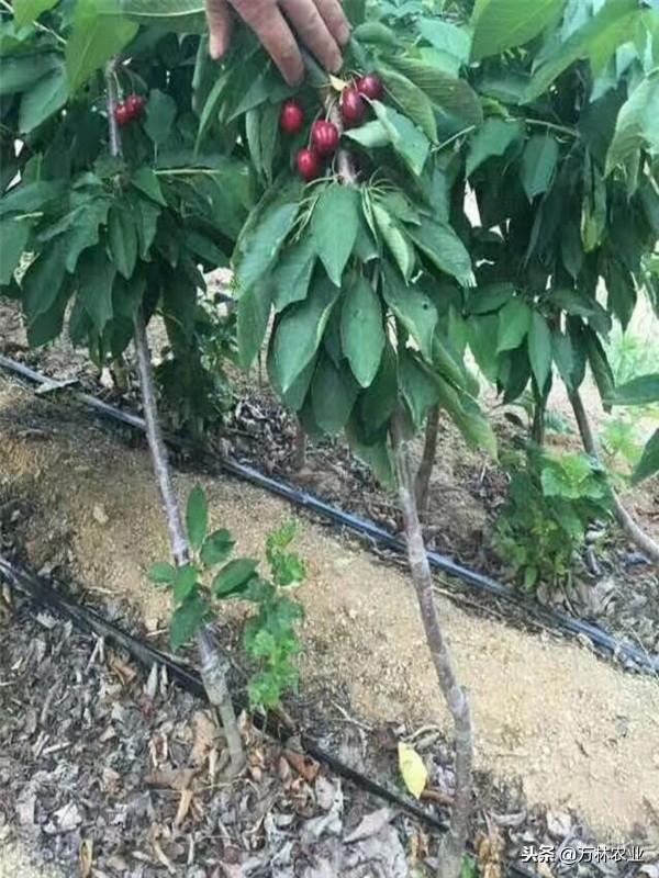 美早樱桃分析、美早樱桃树苗怎么种植成活率高、做果率高、产量高