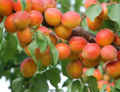农村种植杏树，掌握几个种植要点，收获更多优质的杏子