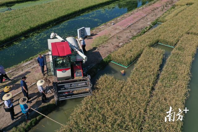 鱼塘种的水稻开始收割啦！预计最高亩产达700斤