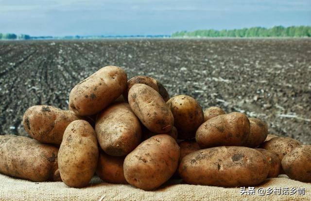土豆抱窝栽培和覆盖地膜哪个更高产？这样种植，一亩多产上千斤
