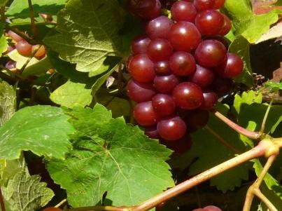 葡萄怎么种植效果好