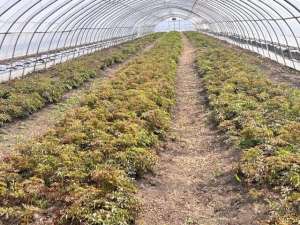 面包茄子种植-特色果蔬入园来 生态种植再发力