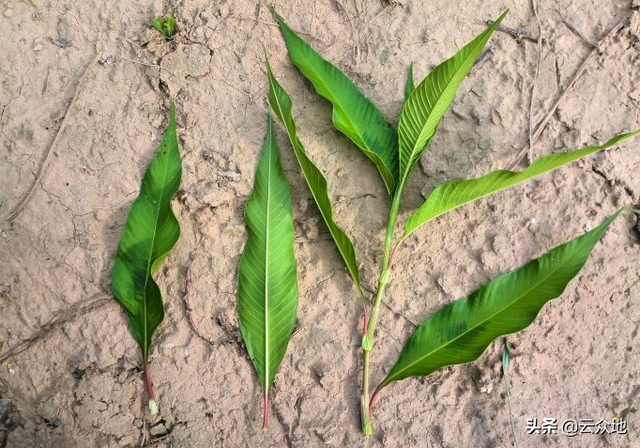 中草药辣蓼长在水稻田却是杂草，推荐几个防除药效极佳的配方