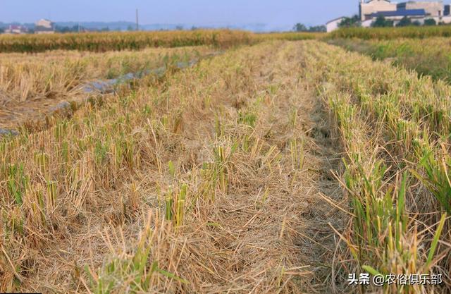 中稻收割完，稻田闲置给人放牛，不如种这3种农作物能吃还能卖钱