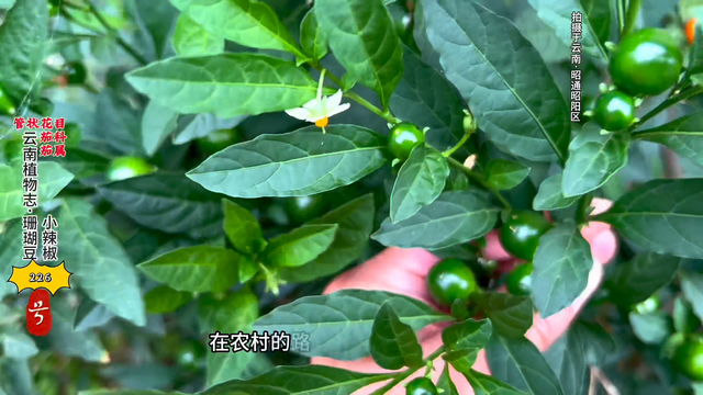 #云南植物志·珊瑚豆。它本种为珊瑚樱，和变种珊瑚豆
