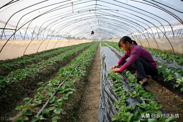老刘用自制高效肥种蔬菜，一年省下不少钱，产量还比别人高