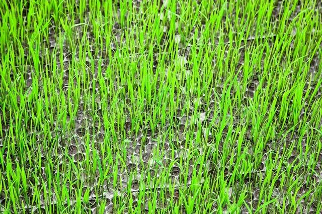 水稻种植，播种时间和技巧有哪些？