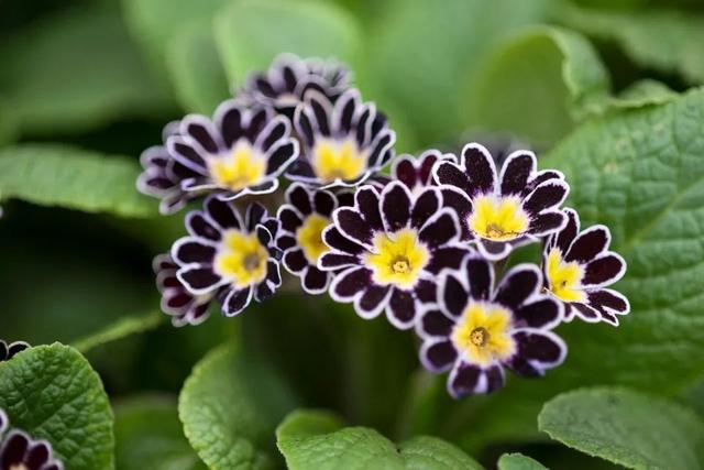 为啥有朋友喜欢黑色花朵和黑叶子的植物，这8种植物谁会养？