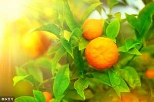 柑果的种植技术-柑橘种植技术，以下几点要注意，保证柑橘生长的质量