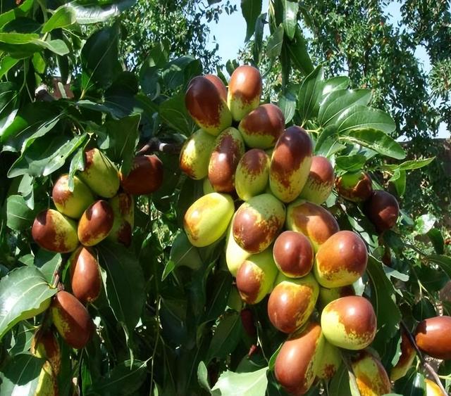 适合家庭栽种的“4种果树”，皮实好养挂果多，果子漂亮美味喜庆