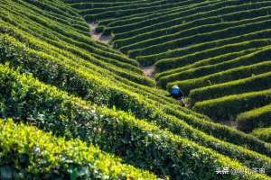 有机茶叶种植-深山出好茶，没有尘埃，只浸染云雾和清露，有机茶如何种植？