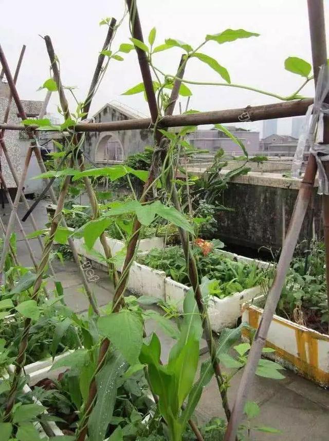 阳台“豆”菜乐园，将豆类盆栽蔬菜栽培技巧统统收集在此