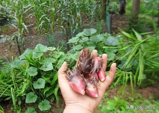 阳荷姜，这作物，种植一亩地赚两万，有市场不愁销