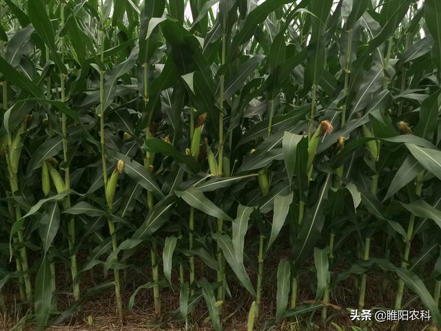 一亩能种6000棵的玉米品种，最高亩产2349斤，适合哪里种植