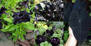 黑麦冬的种植技术-为啥有朋友喜欢黑色花朵和黑叶子的植物，这8种植物谁会养？