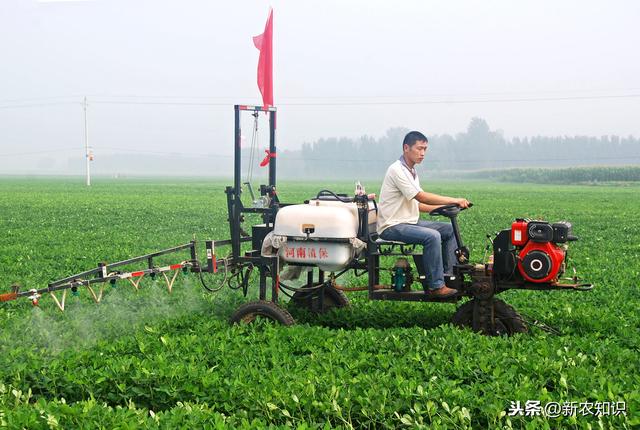 新农知识——雪菜种植关键技术，及亚硝酸盐控制措施