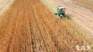 中国 藜麦 种植-盐城盐碱地长出“营养黄金”藜麦亩产国内领先