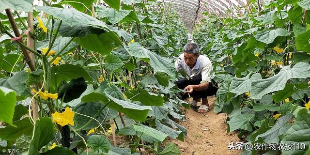 冬季大棚黄瓜种植的高产栽培技术