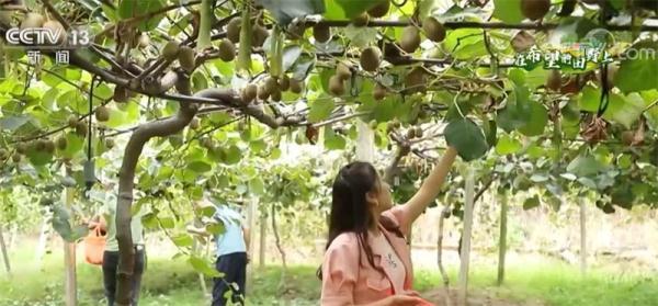 在希望的田野上｜江西石城：猕猴桃种植鼓起村民钱袋子