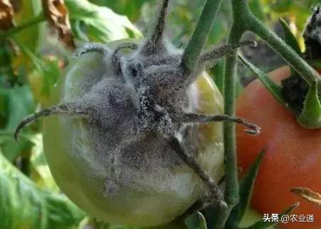 番茄栽培管理技术大全,有了这个再也不担心不会种西红柿了