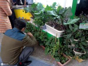 阳台种植豌豆尖-阳台种4种“懒人菜”，只浇水也能吃一个冬天
