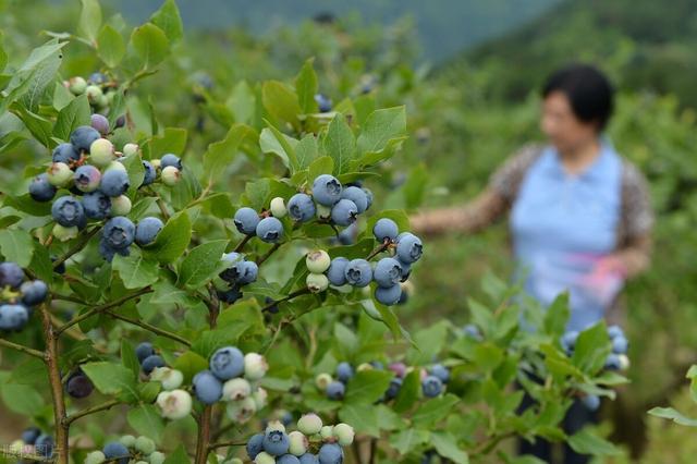 蓝莓苗栽培关键技术，做好育苗工作，加强管理措施，提高座果率