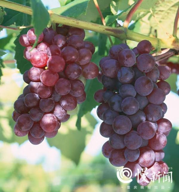 重庆渝北石船千亩葡萄熟了，周末走起