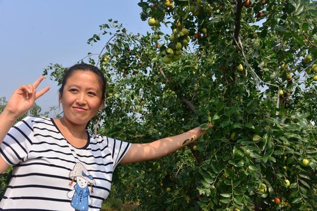 枣树栽培技术 枣果第一次膨大期管理