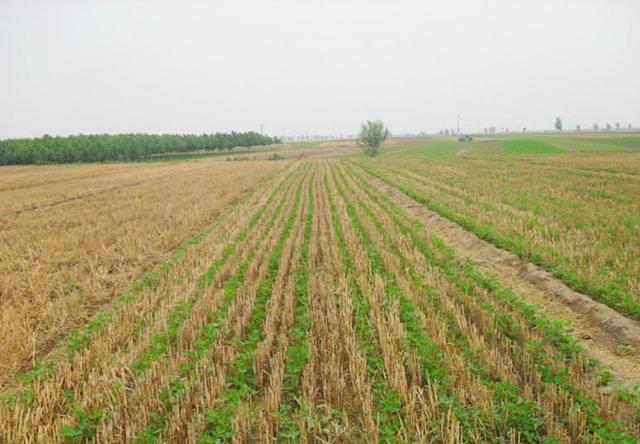 麦茬花生播种时的5个要点：选择品种很关键，种植密度有要求