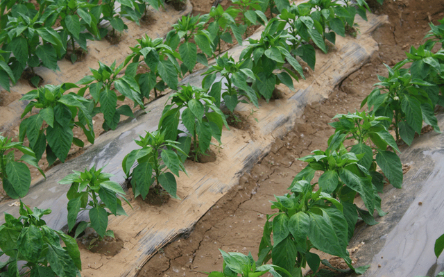 种植甜椒，菜农最怕根坏死棵，预防灌根三步走，根系健壮产量高