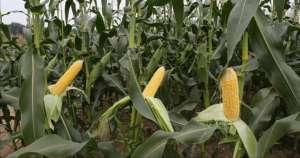 江苏省玉米种植-江苏鲜食玉米品种简介及春播注意技术