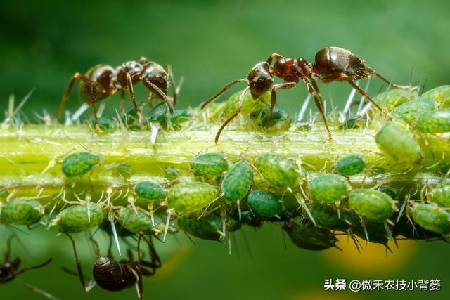 种植瓜果蔬菜经常有蚜虫怎么办？这篇文章告诉你如何杀虫最彻底
