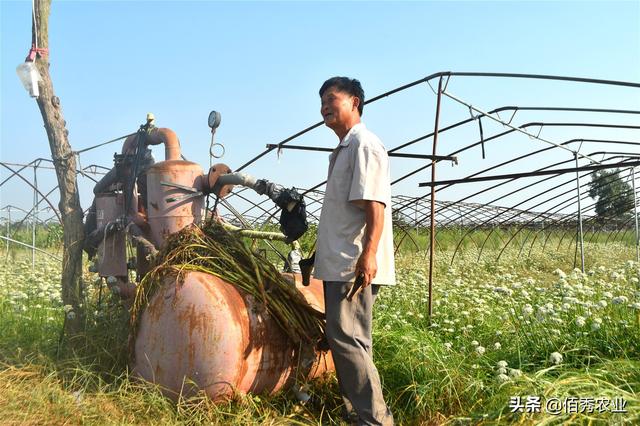 这位农民有魔力，种植90亩韭菜，采取粗放式管理，亩收益6千元
